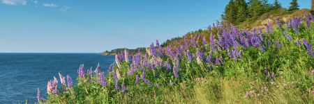 a shoreline with lupin flowers